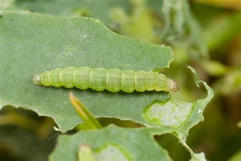 Diamondback moth – Cesar Australia