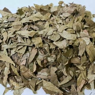 Jual Teh Daun Mimba Daun Intaran Daun Mindi Neem Tree Azadirachta ...