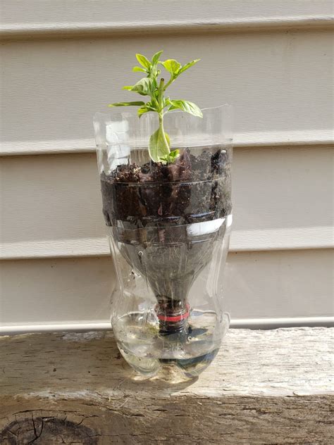 Self-Watering Planter - Science World