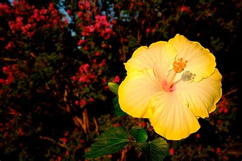 What Is The Hawaii State Flower? - WorldAtlas.com