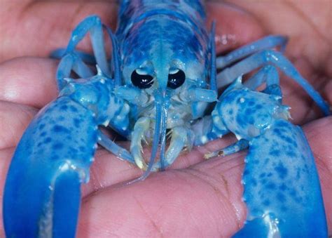 Rare blue lobster with adorable puppy eyes! : r/awwnverts