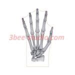 Human hand bones anatomy 3d illusion lamp plan vector file - 3Bee Studio