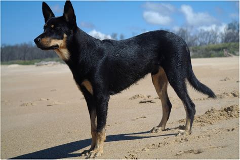 Australian Kelpie Info, Puppies, Mix, Temperament, Pictures