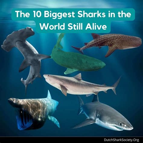 Largest Shark In The World 2023