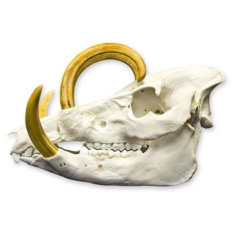 Replica Babirusa Skull For Sale – Skulls Unlimited International, Inc.