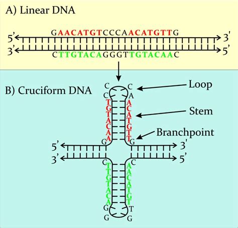 Cruciform structures are a common DNA feature important for regulating ...