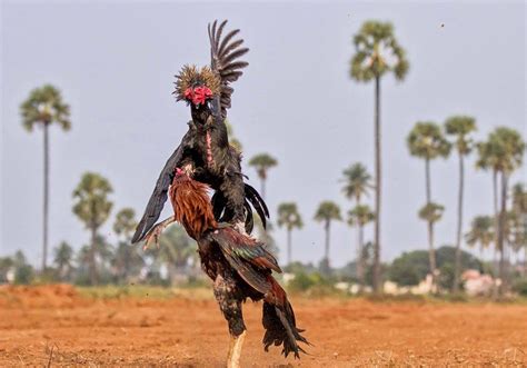 Roosters Fight - Rooster Gen