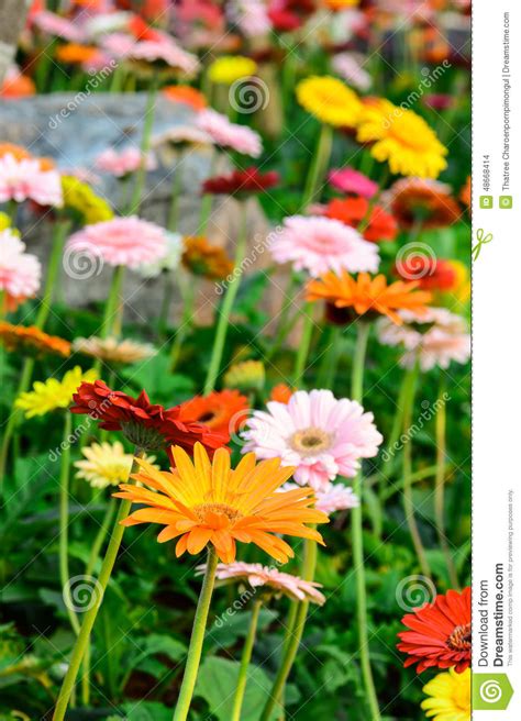 Colorful Flowers on a Meadow. Stock Photo - Image of springtime, wild: 48668414