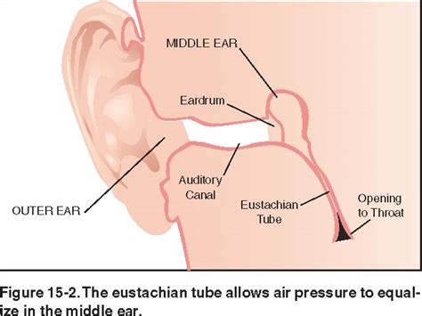 human anatomy - How are the paranasal sinuses linked with the capillaries in the ear canals ...