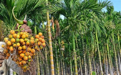 Areca nut farming in Bangalore