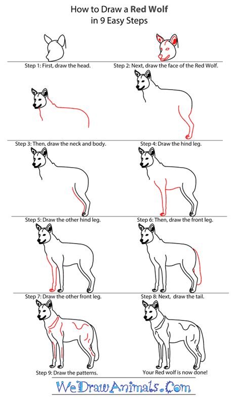 How to Draw a Red Wolf