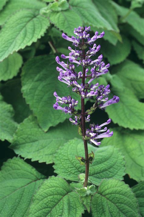 Plectranthus Flowers Photograph by Anthony Cooper/science Photo Library - Fine Art America