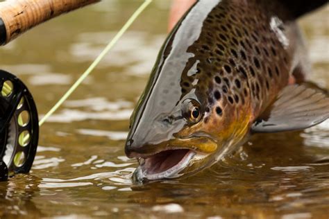 A Beginner’s Guide To Fly Fishing Equipment • BC Outdoors Magazine