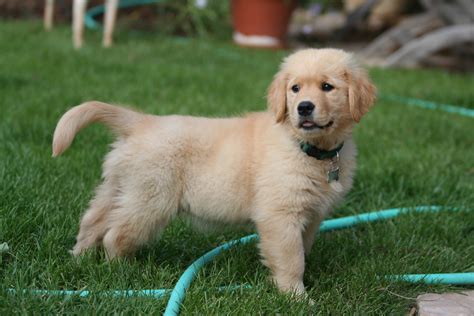 File:Golden Retriever puppy standing.jpg - Wikimedia Commons