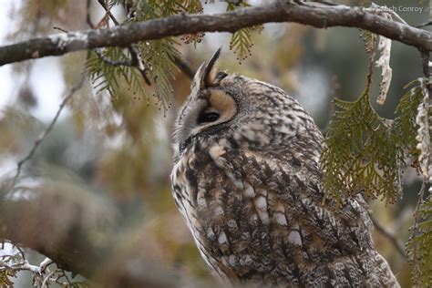 Winter bird photography hides - Gallery | EcoTours Wildlife Holidays