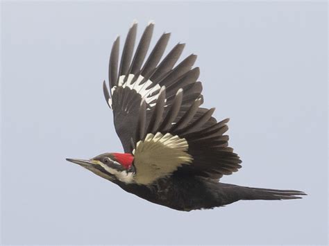 Pileated Woodpecker - eBird