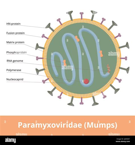 Paramyxovirus Structure