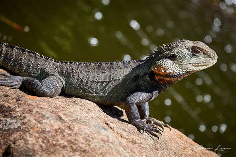 Lizards Of Australia 2 - Steve Lees Photography