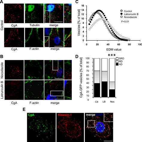 Distribution of CgA-containing granules is microtubule and F-actin... | Download High-Quality ...