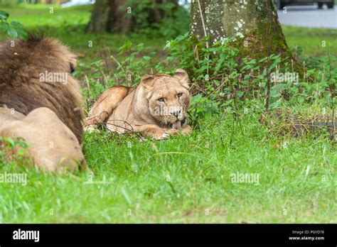 Lions at longleat Stock Photo - Alamy