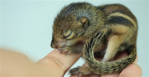 When Do Chipmunks Have Babies? - A-Z Animals