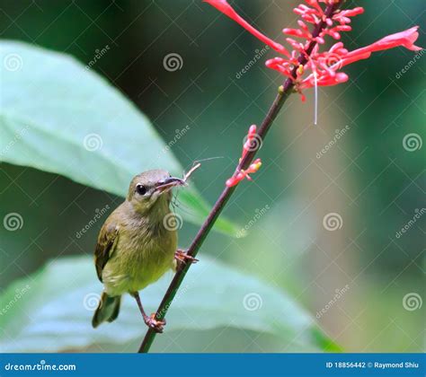 Feeding sunbird stock photo. Image of olive, green, wildlife - 18856442