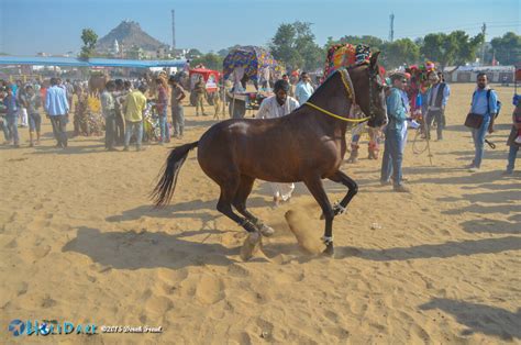 50 Colorful Photos From The Pushkar Camel Fair | The HoliDaze