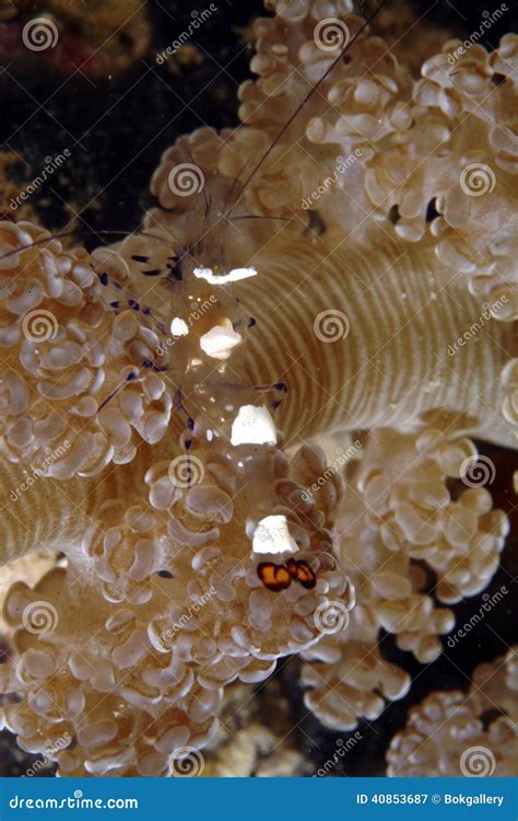 Anemones Shrimp Camouflage on Anemone, Mabul Island, Sabah Stock Image - Image of seabed, coral ...