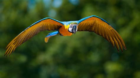 Fonds d'ecran Oiseau Psittaciformes Animaux télécharger photo