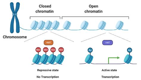 -Histone modifications and their impact on chromatin remodeling.... | Download Scientific Diagram