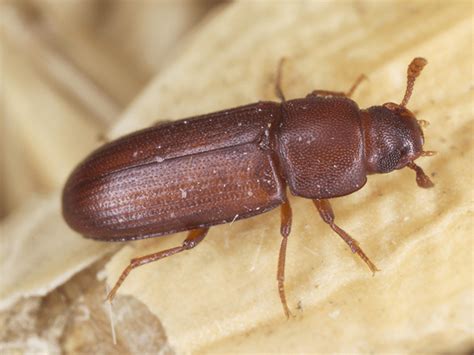 A Guide To Red Flour Beetles In AZ | Beetles In Arizona