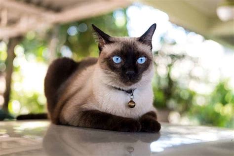 Siamese cat breed profile - Pets4Life Dog Training