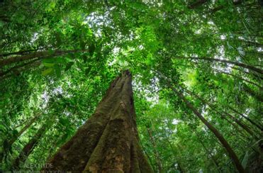 The Rainforest Canopy — Kaltimber - Timber merchant - Flooring shop