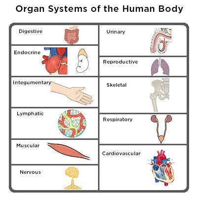 Organ System Of Human Body And Their Functions : Human Body Organ ...