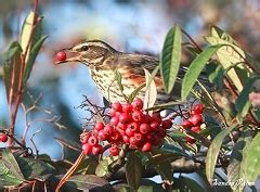 Redwing - bird photos by Sandra Palme