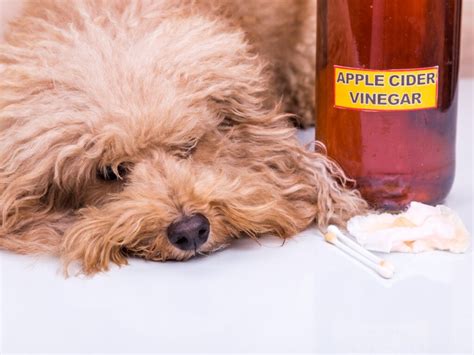 Apple cider vinegar for dogs: uses and benefits