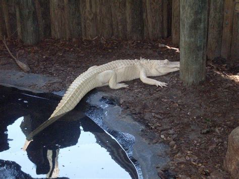 Albino Alligator Wallpapers - Wallpaper Cave