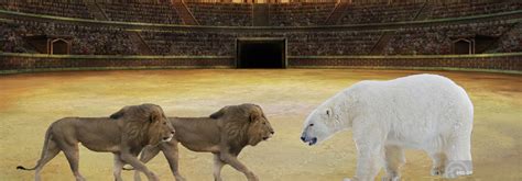 Grizzly Bear Vs Lion Size