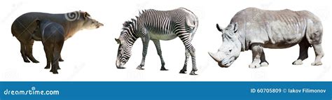 Set of Odd-toed Ungulate Animals Stock Image - Image of rhino, simum: 60705809