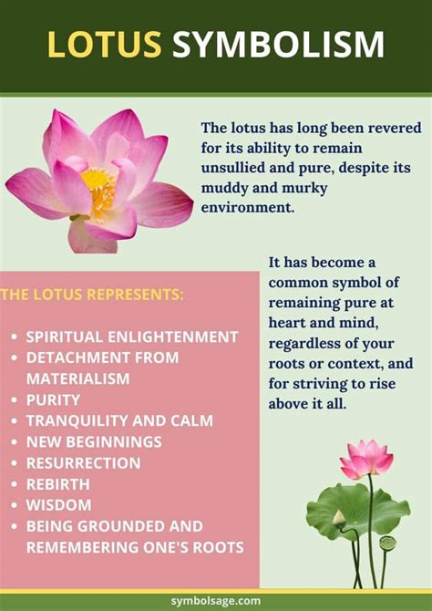 What Does the Lotus Flower Really Mean? - A Guide