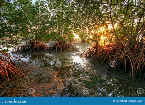 Mangroves Stock Photography | CartoonDealer.com #41845490