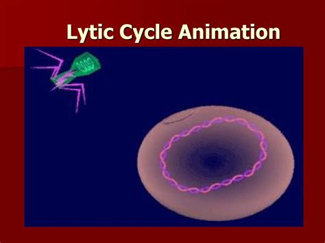 Viruses What is the structure and function of viruses? - ppt download