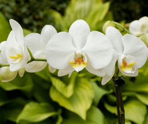 White Orchid Meaning Symbolism: Understanding the Significance