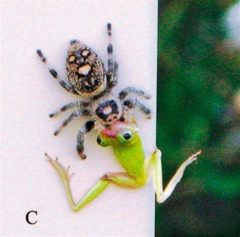 PHOTOS: Jumping Spiders Eat Frogs, Lizards Bigger Than They Are | IBTimes