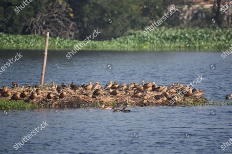 Migratory Birds Arrived Santragachi Jheel Lake Editorial Stock Photo - Stock Image | Shutterstock