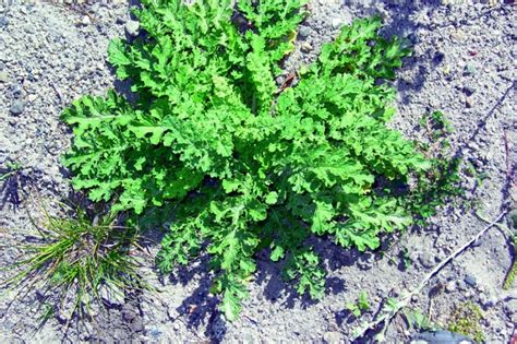 Tansy Ragwort - Invasive Species Council of British Columbia