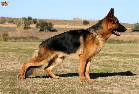 German Shepherd Hip Dysplasia Signs