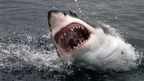 Growing shark population off Cape Cod gives one expert ‘nightmares’