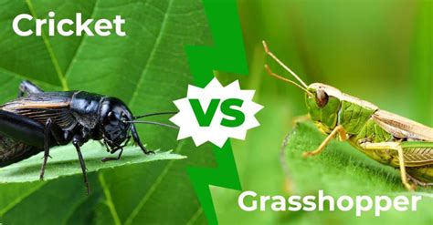 Crickets vs Grasshoppers: 9 Main Differences Revealed - A-Z Animals