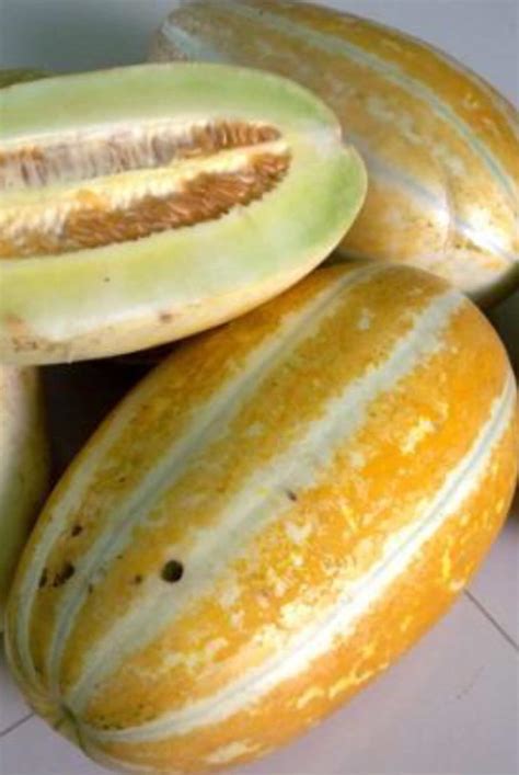 Thai Melon 25 Seeds - Etsy